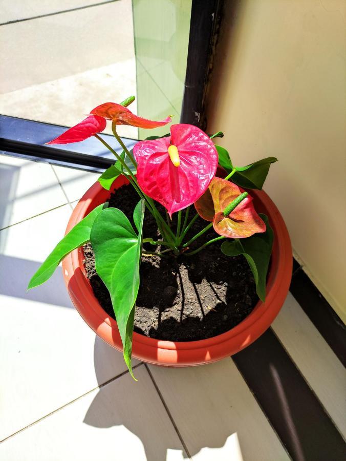 Hotel Tambopata Inn Puerto Maldonado Ngoại thất bức ảnh